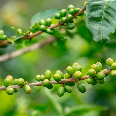 Green coffee beans.